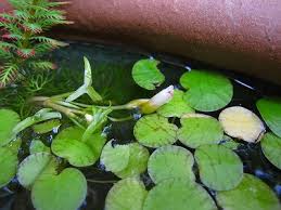 外の水草 水溶性の緑