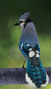 Pin By Marina Edith On Si Quieres Oir Cantar A Tu Alma Haz Silencio A Tu Alrededor Pet Birds Bird Beautiful Birds