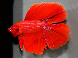 ··· halfmoon double tail betta (male) in red color we have more color, please contact us. Red Double Tail Betta Male Aquasnack