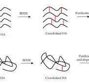 The Rheology and Physicochemical Characteristics of ...