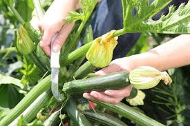 Zucchini werden meist im haus oder gewächshaus ausgesät, um sie mitte mai als jungpflanzen nach draußen setzen zu können. Zucchini Pflanzen Pflegen Und Ernten Mein Schoner Garten