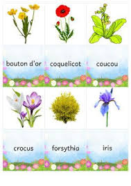 Cartes De Memory Pour Apprendre Les Noms De Fleurs Du Printemps Fleurs Printemps Noms De Fleurs Fleurs