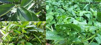 Sbb karamel ni x cincau (sumber cguct forum cari) bahan untuk ekstrak cincau 25 gm daun dan batang pokok. Perbedaan Daun Cincau Hitam Dan Daun Cincau Hijau Cincau Hitam Berkualitas