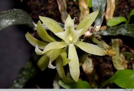 Image result for Taeniophyllum