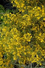 Nick the end of each palo verde seed with a utility knife, file or sandpaper. Dirt Doctor Library Topics