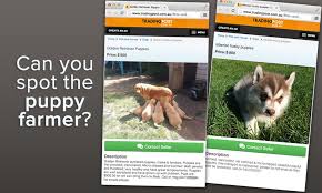 Check spelling or type a new query. Spot The Puppy Farmer Animals Australia