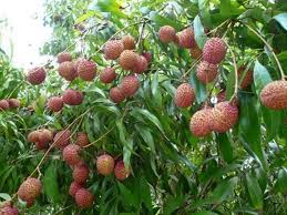 We did not find results for: Thai Lychee Seeds Outdoor Fruit Tree Rare Sweet Litchi Etsy In 2021 Lychee Seeds Fruit Trees Growing Seeds