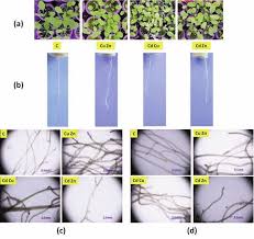 Image result for Crepidorhopalon tenuis