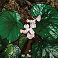 Image result for Begoniaceae