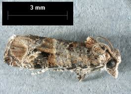 Image result for Lobesia botrana grapevine