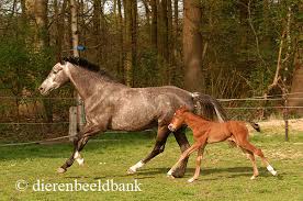 De ziekte kan echter niet van paard op paard of van paard op mens worden. Eerste Paard In Duitsland Besmet Met West Nijl Virus Levende Have