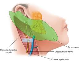 Image result for Ear Nerve Block