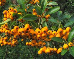 Image result for Pyracantha coccinea soleil d'or