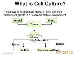 We did not find results for: Cell Culture Cell Line What Is Cell Laboratory Science