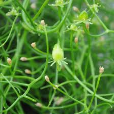 Image result for Bowiea volubilis