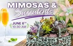Mimosas & Succulents
