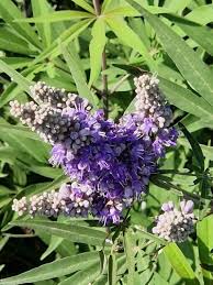 Image result for Vitex