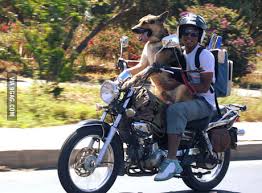 Sign in and be the first to comment. Motorcycle Riding Dog 9gag