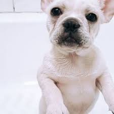 The current median price of french bulldogs in los angeles is $2,750.00. French Bulldog Breeder Gardena Ca Last Updated May 2019 Yelp
