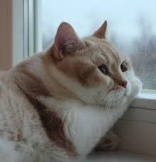 Small versions of this cat weigh between 7 to 8 pounds. Life Is Pointless Cats Know Your Meme