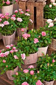 Maybe you would like to learn more about one of these? Planting Container Roses Technique Soil Preparation And Spacing
