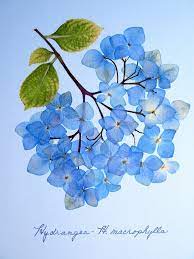 Pressed Flower Print 11x14 Double Matted Blue Hydrangea Etsy In 2021 Blue Hydrangea Flowers Pressed Flowers Hydrangea Flower