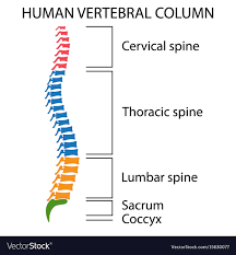 Diagram Of A Human Spine