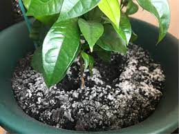 Farmers or garden owners must remove the infected plants and replace the soil. Is There A Way To Kill The Mold On Soil Surface In Pots Gardening Landscaping Stack Exchange