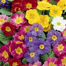 Image result for Phyllanthus polyanthus