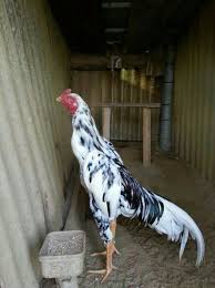 Mix Thai Brazilian Galos Indios Galo Indio Gigante Indio Gigante