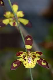 Image result for Graphorkis