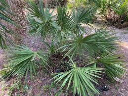 Image result for Sabal etonia