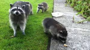 Raccoon Mom And 3 Babies Youtube