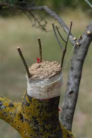 It is always advisable to consult a certified arborist to revive your sick tree. How To Save A Dying Tree Gardenerdy