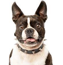Find boston terrier puppies and breeders in your area and helpful boston terrier information. Boston Terrier Puppies For Sale In Nj L2sanpiero