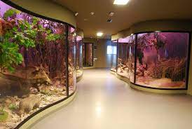 The grigore antipa national museum of natural history is a natural history museum, located in bucharest, romania. Muzeul De Istorie NaturalÄ
