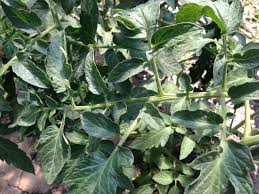 Place 3 mason jars (or drinking glasses) on a countertop. Plants Absorb Water Better Through Soil Than Leaves Do Roots Of Dormant Seedlings Grow Through The Winter Indiana Yard And Garden Purdue Consumer Horticulturepurdue University Indiana Yard And Garden Purdue