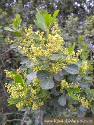 Image result for Searsia rehmanniana