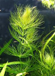 Image result for Ceratophyllum