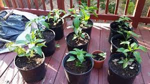 Keep a record of your planting and success; 5 Gallon Bucket Gardening For Vegetables The 101