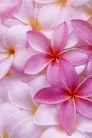 Plumerias Can You Smell Them Aaaaah So Wonderful Http Media Cache Ak0 Pinimg Com Originals D1 31 3f D1313f7 Plumeria Flowers Beautiful Flowers Flowers