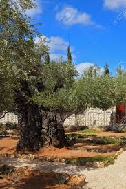 Alte Jerusalem Kleine Garten Gethsemane Am Fusse Des Olbergs Ort Gebet Jesu In Der Nacht Seiner Verhaftung Lizenzfreie Fotos Bilder Und Stock Fotografie Image 37217299