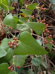 Image result for Smilax