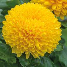 Find Migoli Yellow Online From Woolmans Chrysanthemums There Is Something Irresistible About Traditiona Chrysanthemum Plant Chrysanthemum Yellow Chrysanthemum
