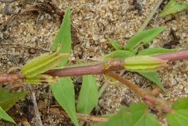 Image result for Corchorus aestuans