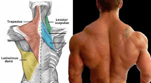 Structure and function (6th ed.). 8 Tips To Improve Upper Back Mass Fitness And Power