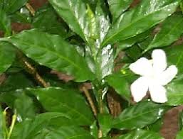 Image result for Tabernaemontana ventricosa