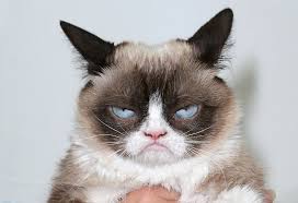 Image result for cat
