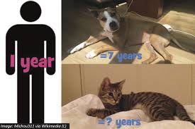 Check spelling or type a new query. How Many Years In A Hamster Year Bedtime Math