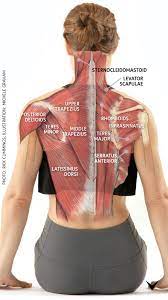 Neck, in land vertebrates, the portion of the body joining the head to the shoulders and chest. Pin On Neck Shoulder